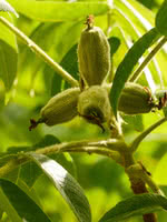 Oilnut