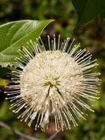 Buttonbush