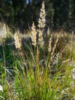 Pinegrass
