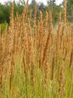 Slimstem Reedgrass