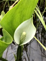 Water Arum
