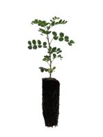 Common Caragana - 1 Year Old