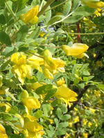 Yellow Acacia