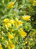 Siberian Pea Shrub