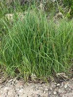 Wheat Sedge