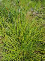 Bebbs Sedge