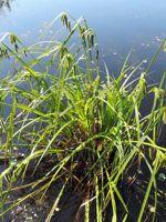 Cyperus-like Sedge