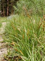 Beaked Sedge