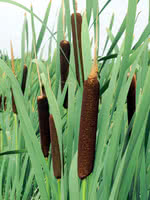 Reed Mace