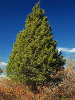 Eastern Red Cedar