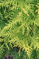 Eastern White Cedar (Arborvitae)