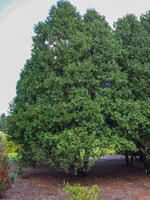 American Arborvitae