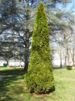 Thuja Occidentalis Emeraude