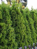 Vigoro 4-6 ft. Brandon Cedar Tree