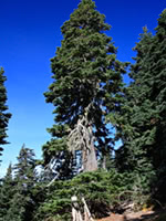 Pacific Red Cedar