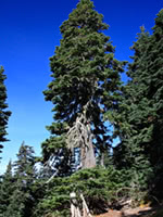 Giant Cedar