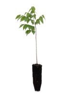 Common Hackberry - 1 Year Old