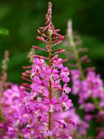 Fireweed