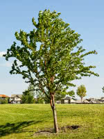 Amur Chokecherry