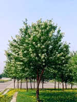 Klondike Amur Cherry