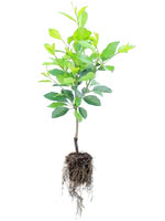 Evans Cherry - 2 Year Old