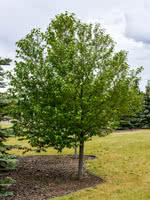 European Bird Cherry