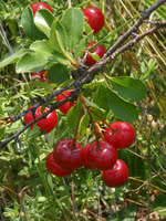 Steppe Cherry