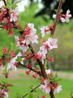 Pink Candles Nanking Cherry