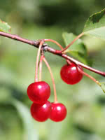 Bird Cherry