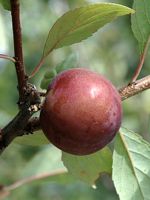 Opata Cherry Plum