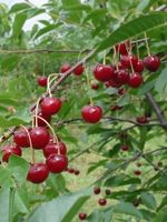 DArtagnan Sour Cherry