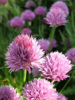 Chives