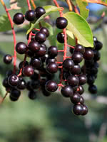 Common Chokecherry