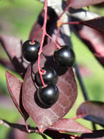 Schubert Chokecherry