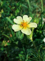 Prairie Cinquefoil