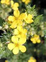 Shrubby Cinquefoil (Potentilla)