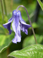 Blue Boy Clematis