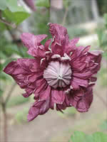 Purpurea Plena Elegans Clematis