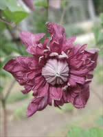 Clematis Purpurea Plena Elegans