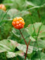 Baked Apple Berry