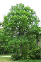 Kentucky Coffeetree - 1 Year Old