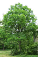 Kentucky Coffeetree