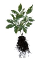 Variegated Dogwood - 2 Year Old