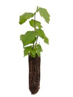 Beaked Hazelnut - 1 Year Old