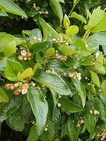 Shiny Cotoneaster (Hedge Cotoneaster)
