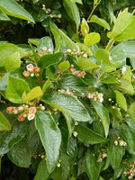 Shiny Leaf Cotoneaster