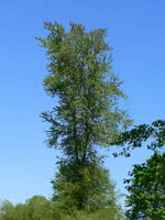 Western Balsam Poplar