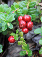 Bog Cranberry (Lingonberry) - 1 Year Old