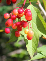 American Cranberrybush Viburnum