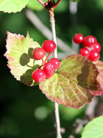 Lowbush Cranberry